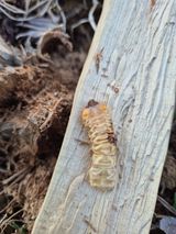 팜모닝 기타작물·영농일지 게시글 이미지