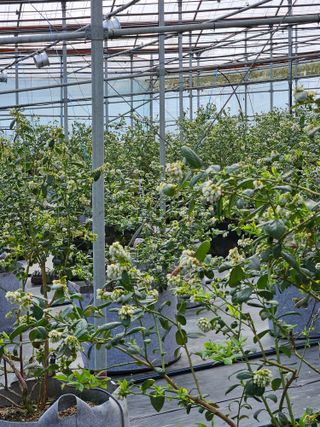 제주 지안이네농장님의 기타작물 · 영농일지 작성글 사진