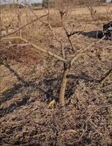 팜모닝 복숭아·영농일지 게시글 이미지