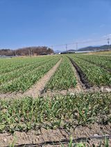 팜모닝 기타작물·영농일지 게시글 이미지