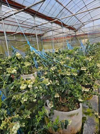 제주 지안이네농장님의 기타작물 · 영농일지 작성글 사진