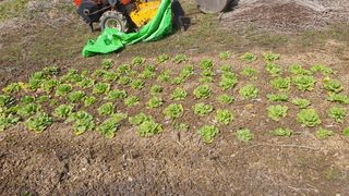 홍광희님의 배추 · 영농일지 작성글 사진