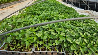 이인오님의 기타작물 · 영농일지 작성글 사진