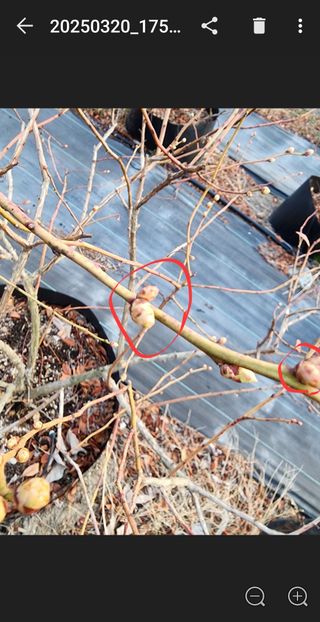 밀양달콤팜님의 블루베리 · 영농일지 작성글 사진