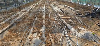 ♡청심전유삼♡님의 기타작물 · 영농일지 작성글 사진