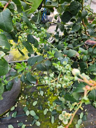 제주 지안이네농장님의 기타작물 · 영농일지 작성글 사진