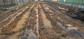 ♡청심전유삼♡님의 기타작물 · 영농일지 작성글 사진