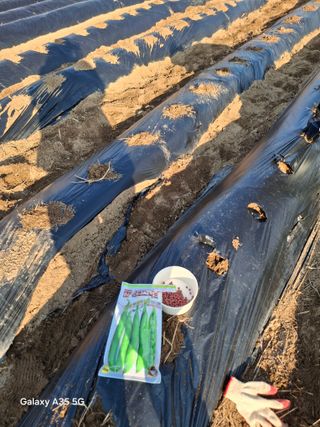 행복한누룩님의 기타작물 · 영농일지 작성글 사진