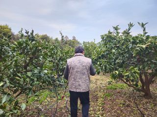 새달귤농장님의 귤 · 영농일지 작성글 사진