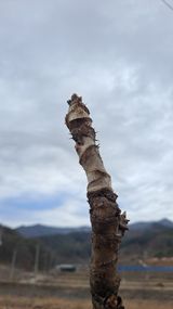 팜모닝 두릅·영농일지 게시글 이미지