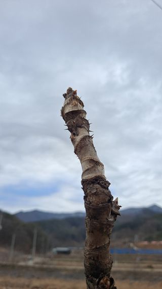 이상헌님의 두릅 · 영농일지 작성글 사진
