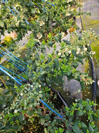 제주 지안이네농장님의 기타작물 · 영농일지 작성글 사진