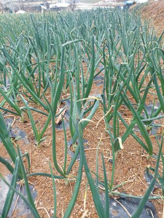 재연농장님의 기타작물 · 영농일지 작성글 사진