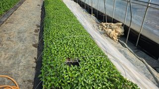 이인오님의 기타작물 · 영농일지 작성글 사진