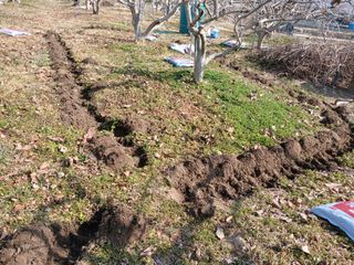 김년욱님의 감 · 영농일지 작성글 사진