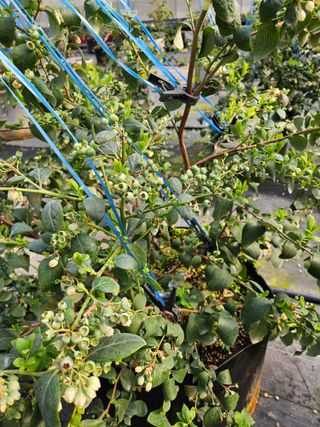 제주 지안이네농장님의 기타작물 · 영농일지 작성글 사진