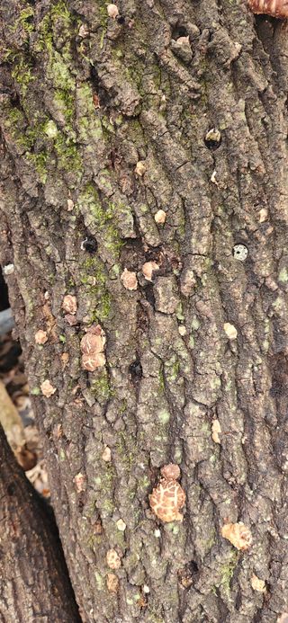 최군환님의 기타작물 · 영농일지 작성글 사진