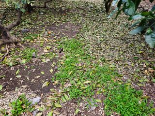 새달귤농장님의 귤 · 영농일지 작성글 사진