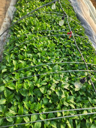  청계유정란 박진균님의 기타작물 · 영농일지 작성글 사진