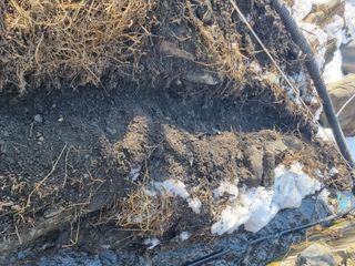 김용대님의 기타작물 · 영농일지 작성글 사진