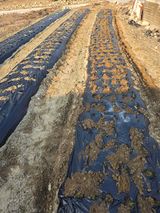 팜모닝 파·영농일지 게시글 이미지