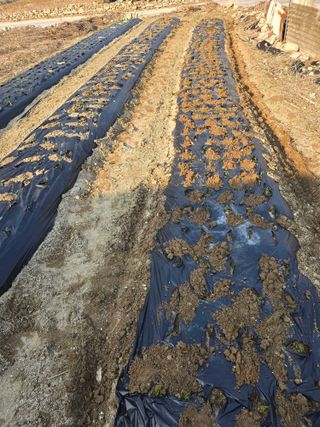 운촌거사님의 파 · 영농일지 작성글 사진