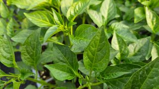 이인오님의 기타작물 · 영농일지 작성글 사진