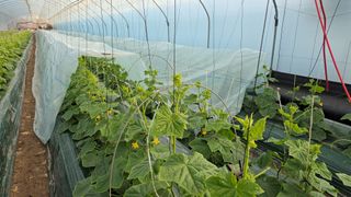 조영숙님의 기타작물 · 영농일지 작성글 사진