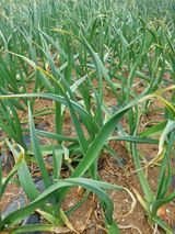 팜모닝 기타작물·영농일지 게시글 이미지