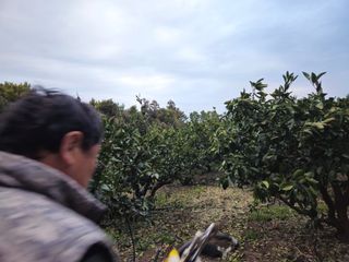 새달귤농장님의 귤 · 영농일지 작성글 사진