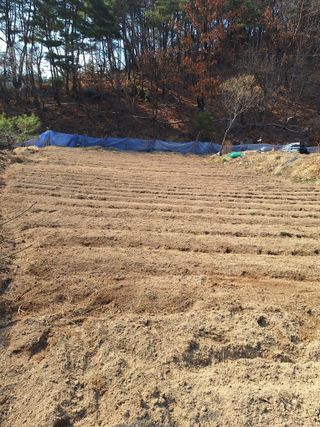 한정술님의 들깨 · 영농일지 작성글 사진