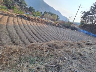 한정술님의 들깨 · 영농일지 작성글 사진