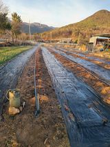 팜모닝 딸기·영농일지 게시글 이미지