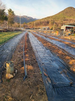 만청님의 딸기 · 영농일지 작성글 사진