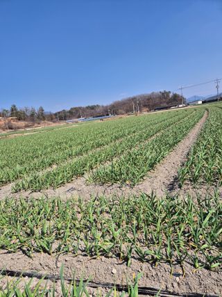 정의섭님의 기타작물 · 영농일지 작성글 사진