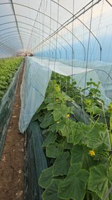 팜모닝 기타작물·영농일지 게시글 이미지