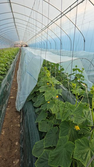 조영숙님의 기타작물 · 영농일지 작성글 사진