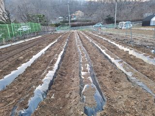 김광수님의 기타작물 · 영농일지 작성글 사진