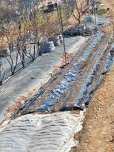 팜모닝 감자·영농일지 게시글 이미지