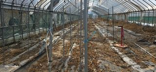 ♡청심전유삼♡님의 기타작물 · 영농일지 작성글 사진