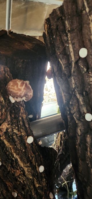 최군환님의 기타작물 · 영농일지 작성글 사진