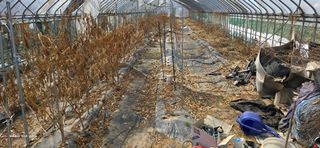 ♡청심전유삼♡님의 기타작물 · 영농일지 작성글 사진