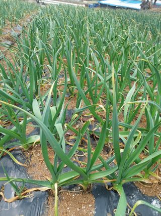 재연농장님의 기타작물 · 영농일지 작성글 사진