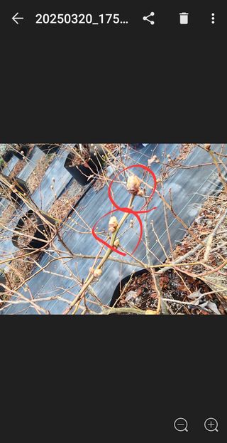 밀양달콤팜님의 블루베리 · 영농일지 작성글 사진