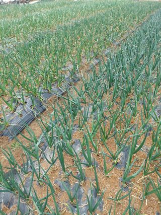 재연농장님의 기타작물 · 영농일지 작성글 사진