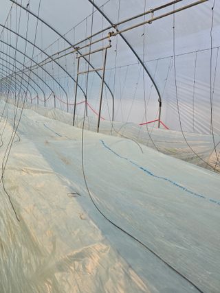 조영숙님의 기타작물 · 영농일지 작성글 사진