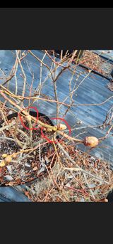 팜모닝 블루베리·영농일지 게시글 이미지