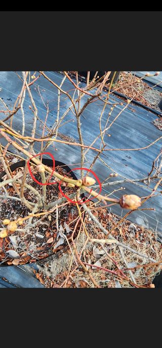 밀양달콤팜님의 블루베리 · 영농일지 작성글 사진