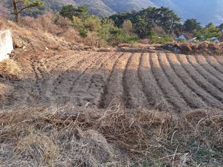 한정술님의 들깨 · 영농일지 작성글 사진