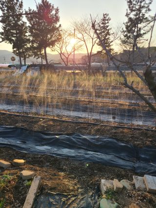 만청님의 딸기 · 영농일지 작성글 사진